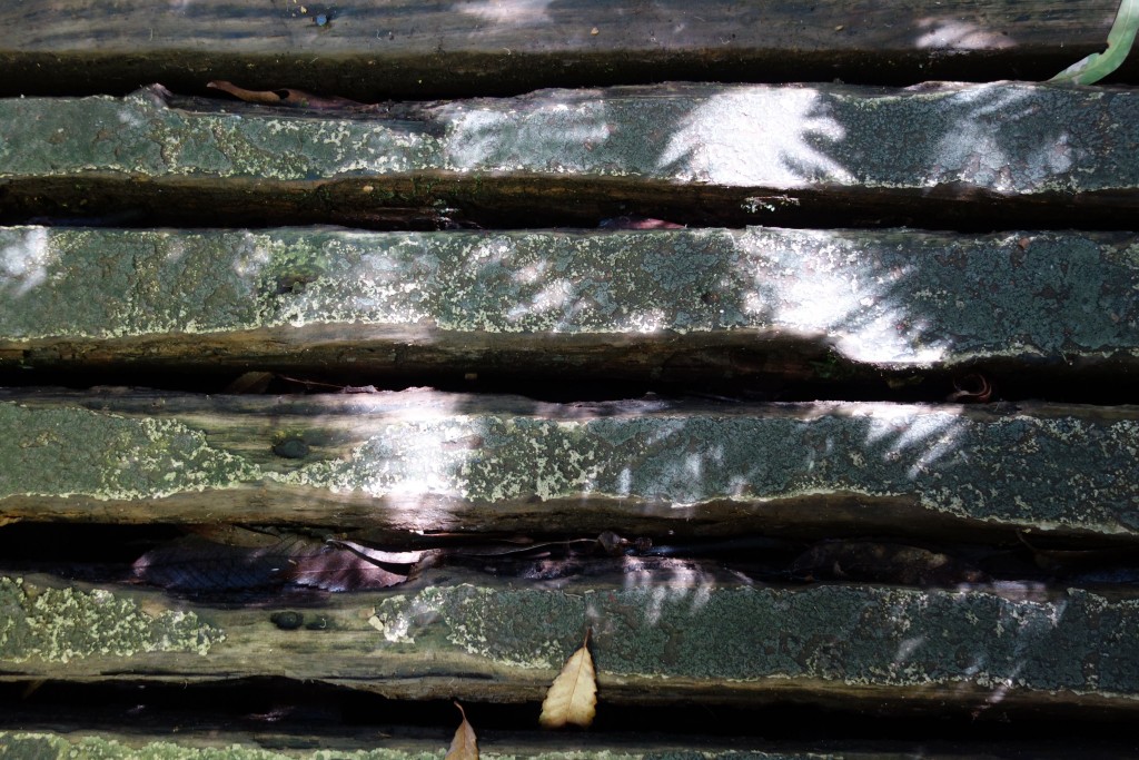 Rainforest boardwalk, Botanic Gardens, detail