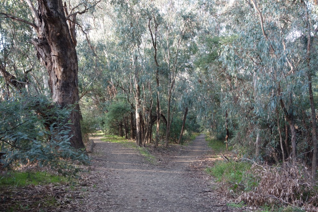 Fork in the forest, Wangaratta