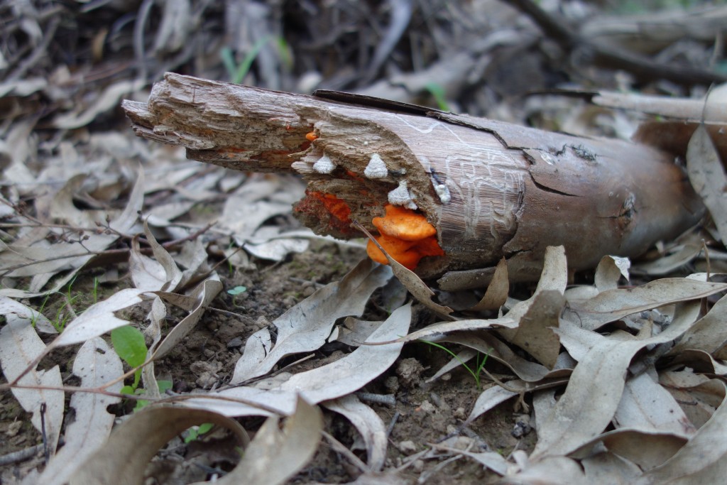 Fungus, North Beaches, Wangaratta