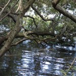 In praise of mangroves